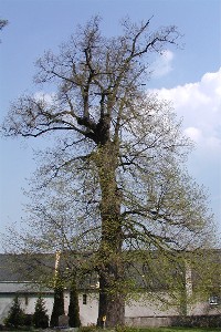 Baum auf dem Friedhof Böhlitz