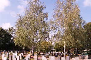 Gräber auf dem Friedhof Brandis